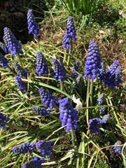 Muscari botryoides