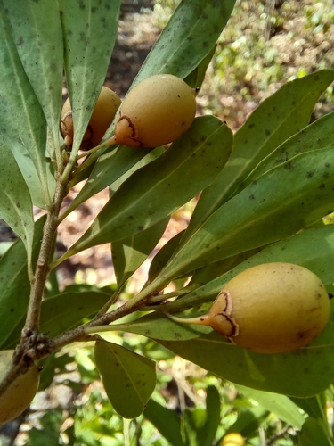 Bonellia longifolia