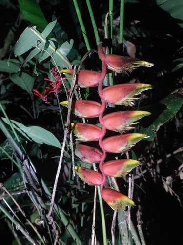 Foto de Bananeira-de-jardim