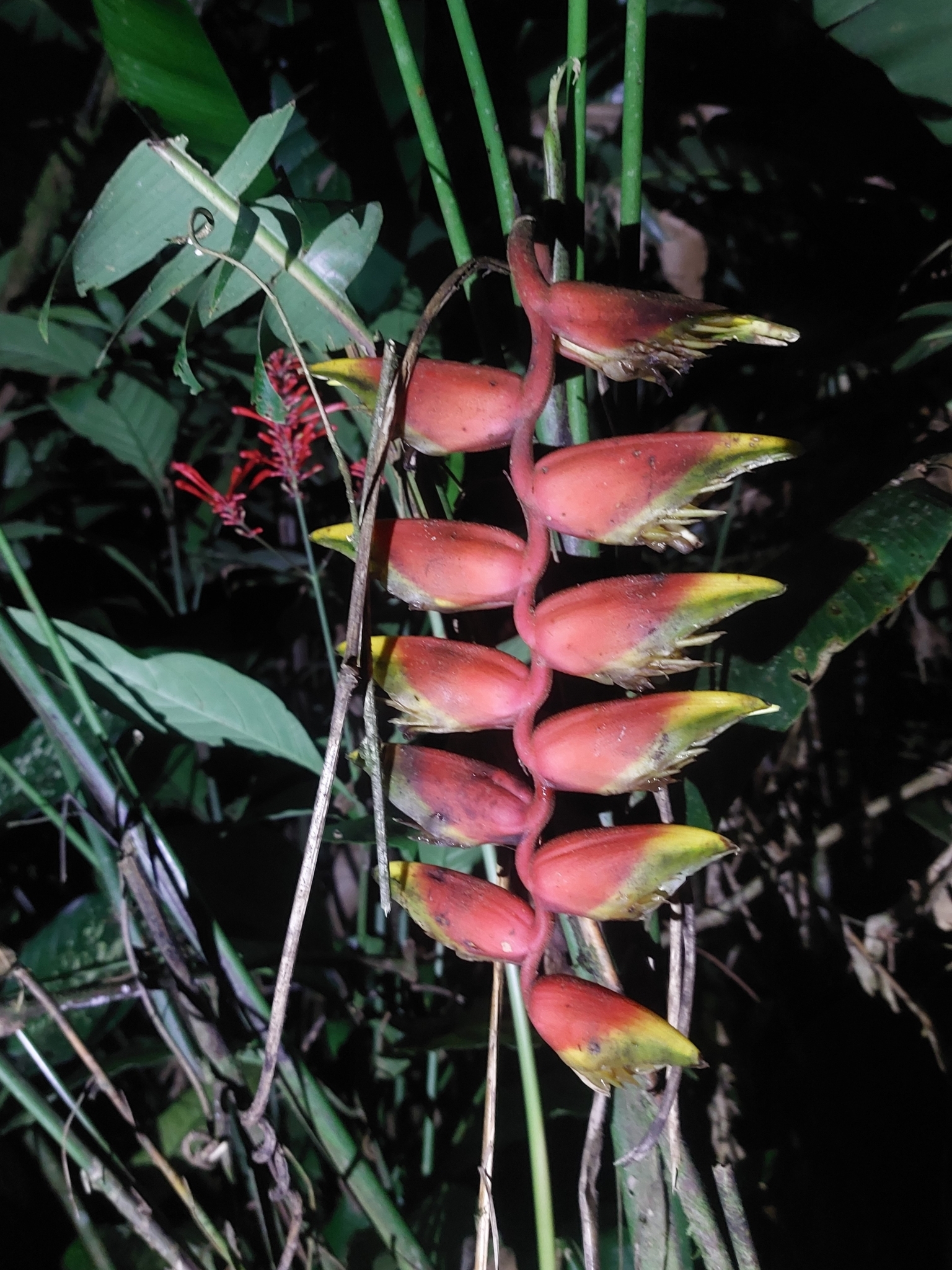 Imagem de Bananeira-de-jardim