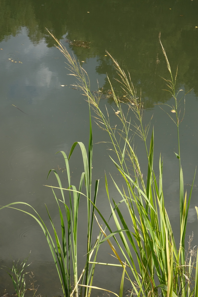 Manchurian wild rice from Russia, Novosibirsk Academy Town, Botanical