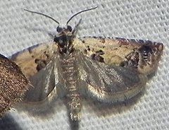 Eucosma ornatula
