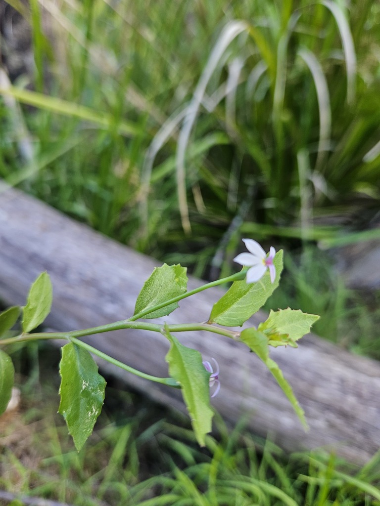 White Root from Cells River NSW 2424, Australia on December 3, 2023 at ...