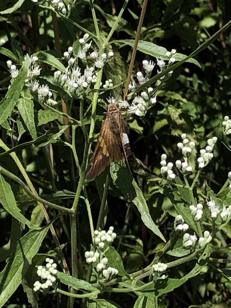 Silver-spotted Skipper from Rivanna River Trail, Charlottesville, VA ...