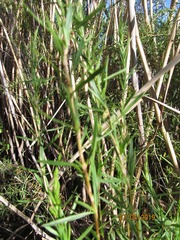 Gramineae