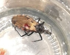 Triatoma dimidiata