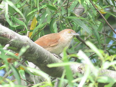 Phacellodomus striaticollis