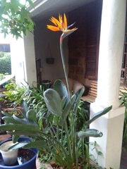 Strelitzia reginae reginae