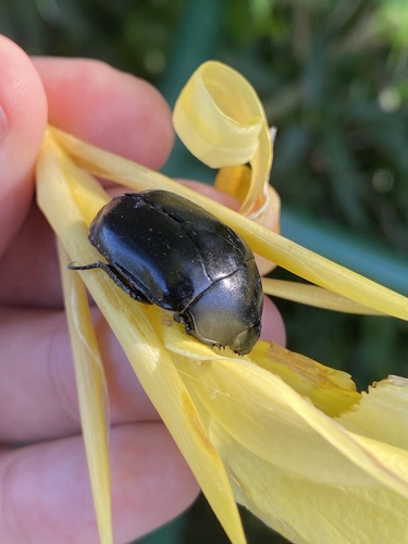 Macraspis cribrata