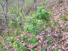 Lonicera flava