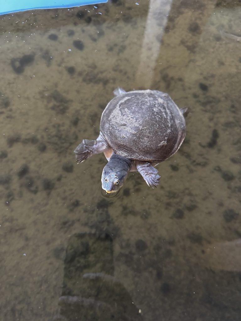 Sri Lankan Flapshell Turtle in January 2024 by weenaturalists · iNaturalist