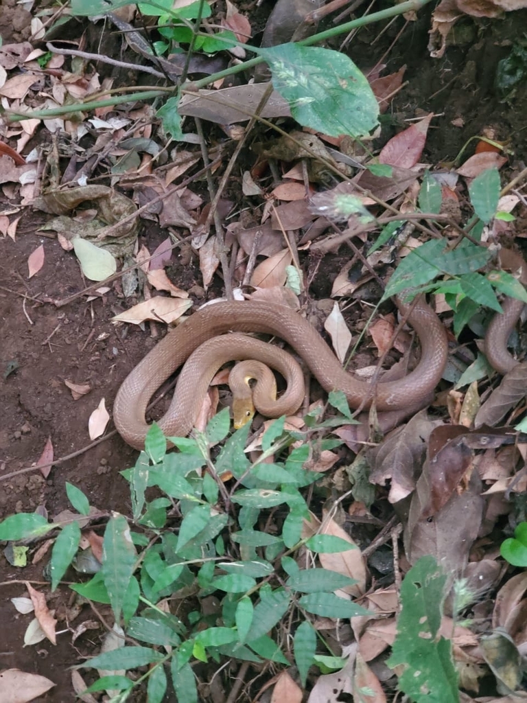 Green Rat Snake from Finca El Nisperal, NIcaragua. on January 3, 2024 ...