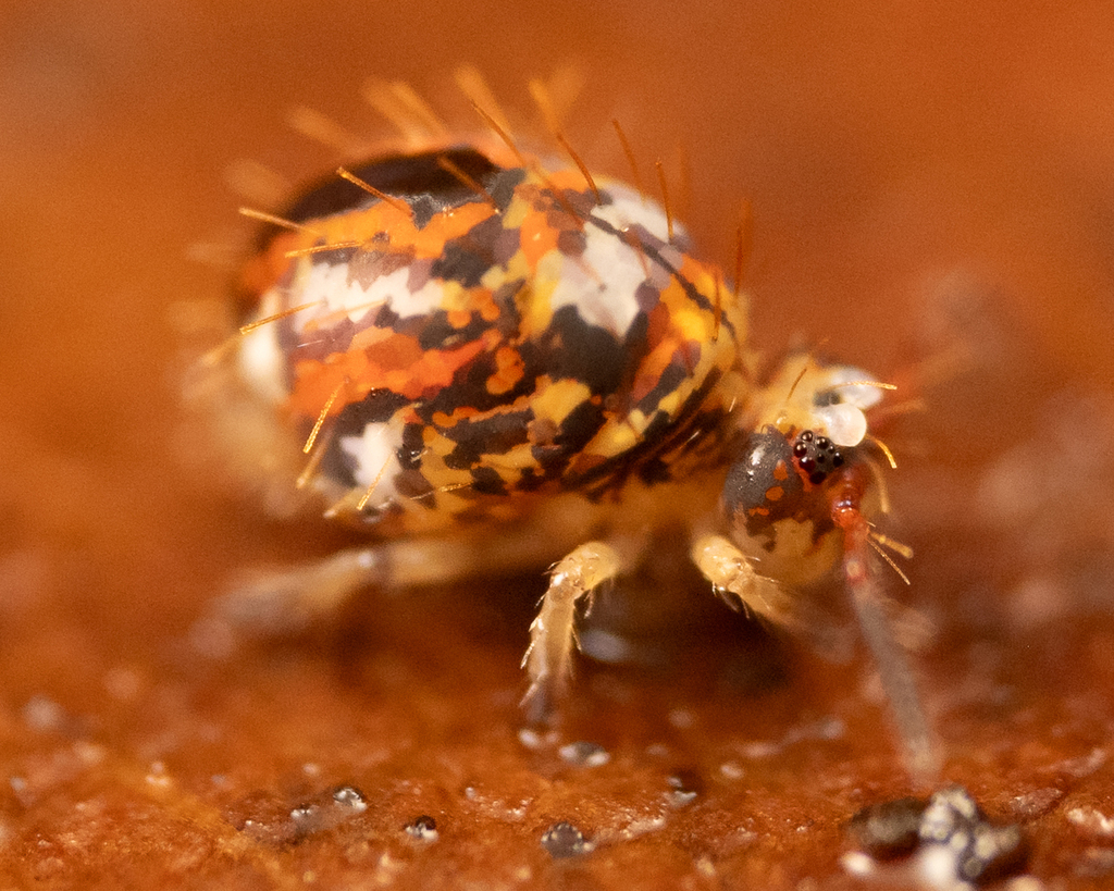 Vesicephalus occidentalis