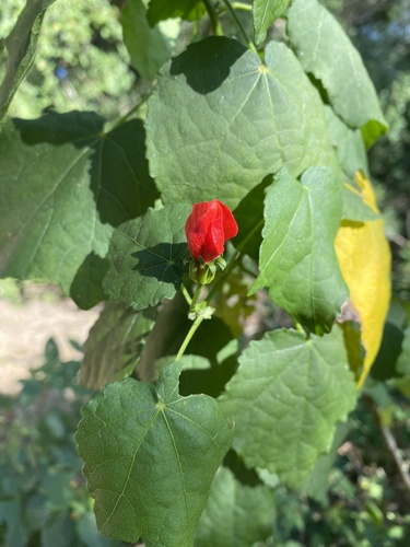 Foto de Malvavisco