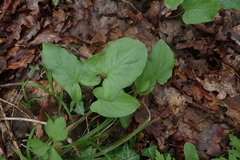 Arum maculatum