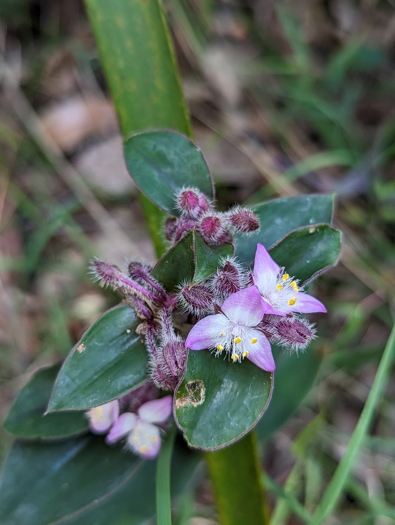 Foto de Lambari roxo