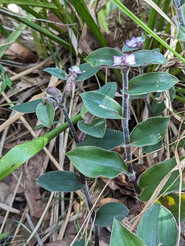 Foto de Lambari roxo