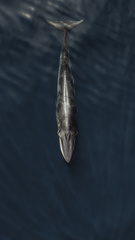 Omura's Whale photo 3