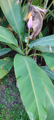 Foto de Bananeira ornamental