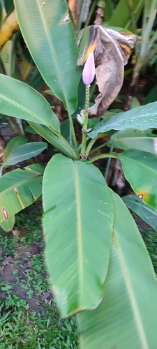 Foto de Bananeira ornamental