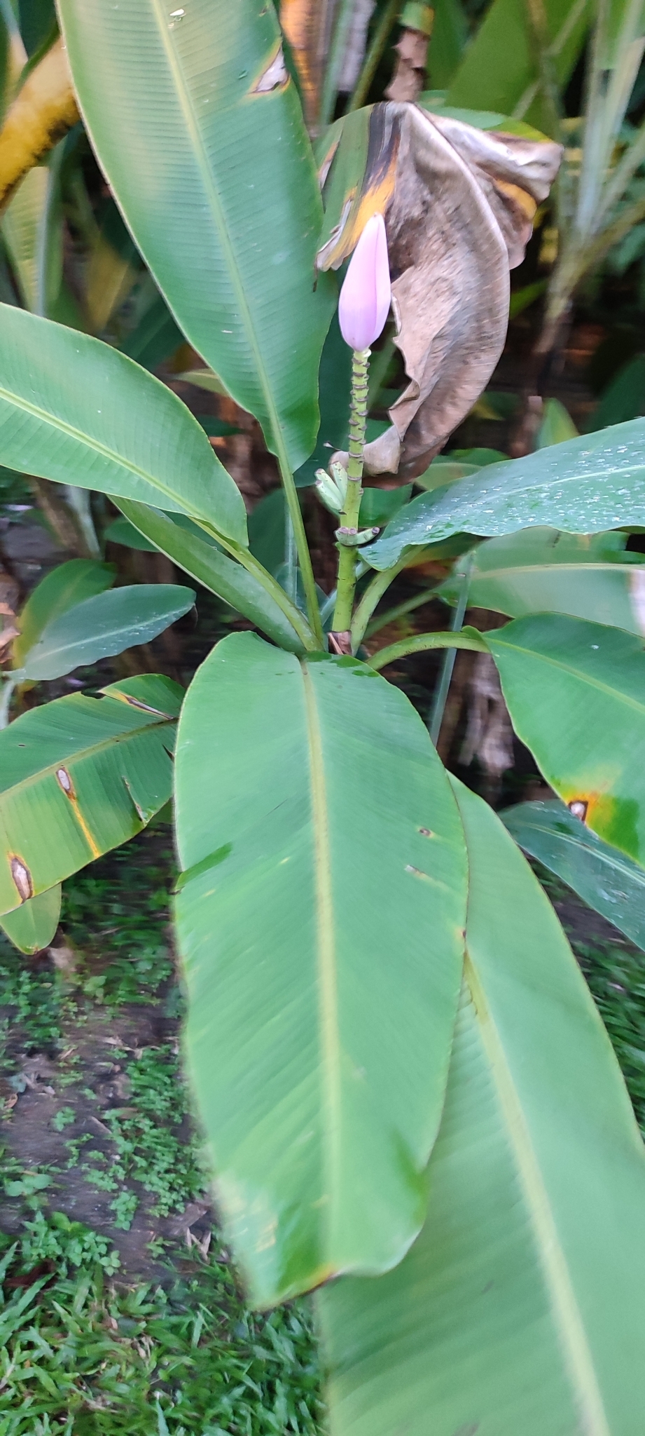Imagem de Banana