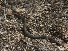 Afrotyphlops schlegelii