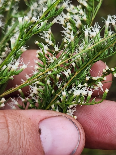 Image of Eupatorium leptophyllum by (c) Scott Allen Davis, some rights reserved (CC BY)