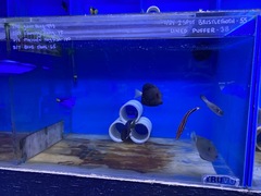 Hogfish photo 2