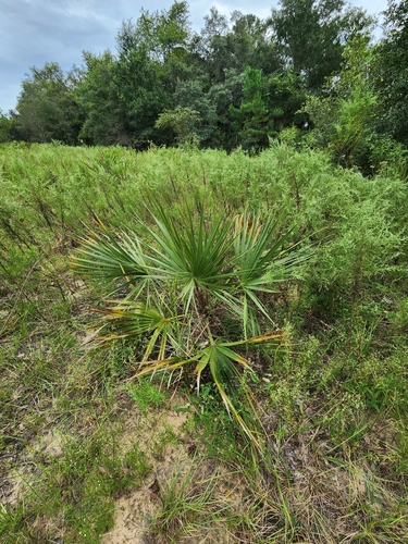Image of Sabal etonia by (c) Scott Allen Davis, some rights reserved (CC BY)