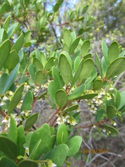Euclea racemosa