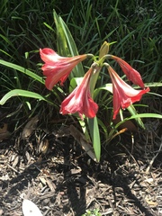 Hippeastrum