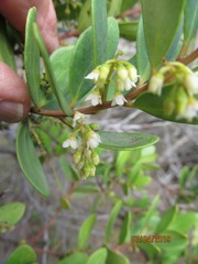 Euclea racemosa