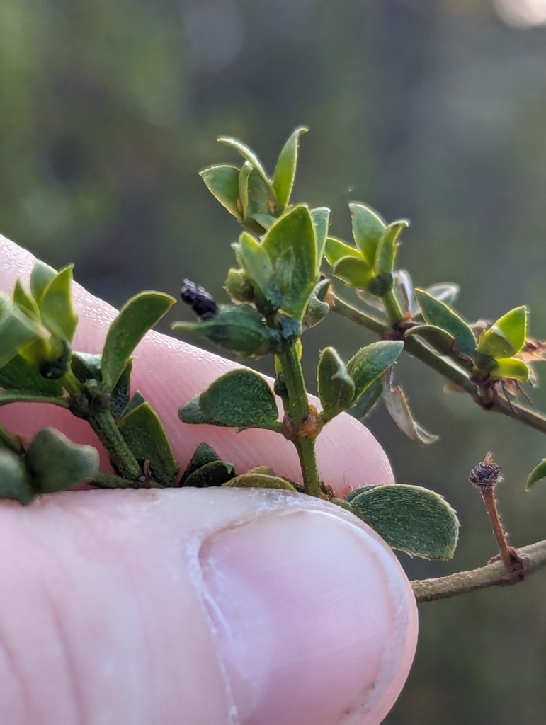 Creosote Apex Gall Midge