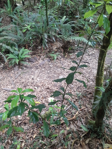 Image of Alseuosmia quercifolia by no rights reserved