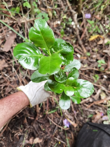 Foto de coprosma