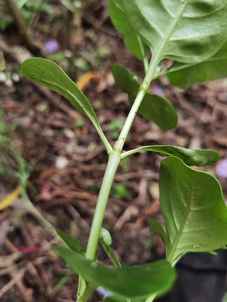 Foto de coprosma