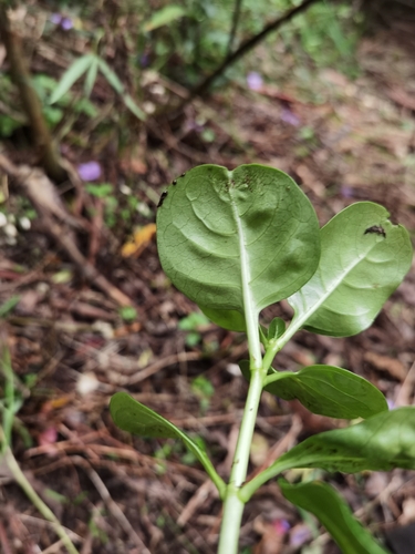 Foto de coprosma