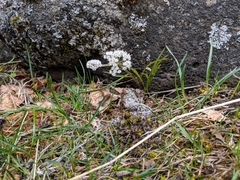 Lomatium linearifolium
