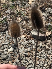 Rudbeckia occidentalis