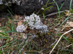 Lomatium linearifolium