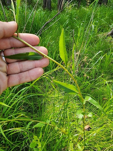 Image of Helianthus agrestis by (c) Scott Allen Davis, some rights reserved (CC BY)