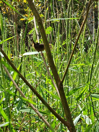 Image of Helianthus agrestis by (c) Scott Allen Davis, some rights reserved (CC BY)