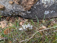 Lomatium linearifolium