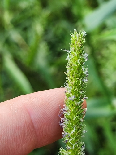 Image of Hymenachne amplexicaulis by (c) Scott Allen Davis, some rights reserved (CC BY)
