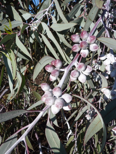 Eucalyptus campaspe