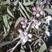 Eucalyptus campaspe - Photo (c) Dean Nicolle, μερικά δικαιώματα διατηρούνται (CC BY-NC), uploaded by Dean Nicolle