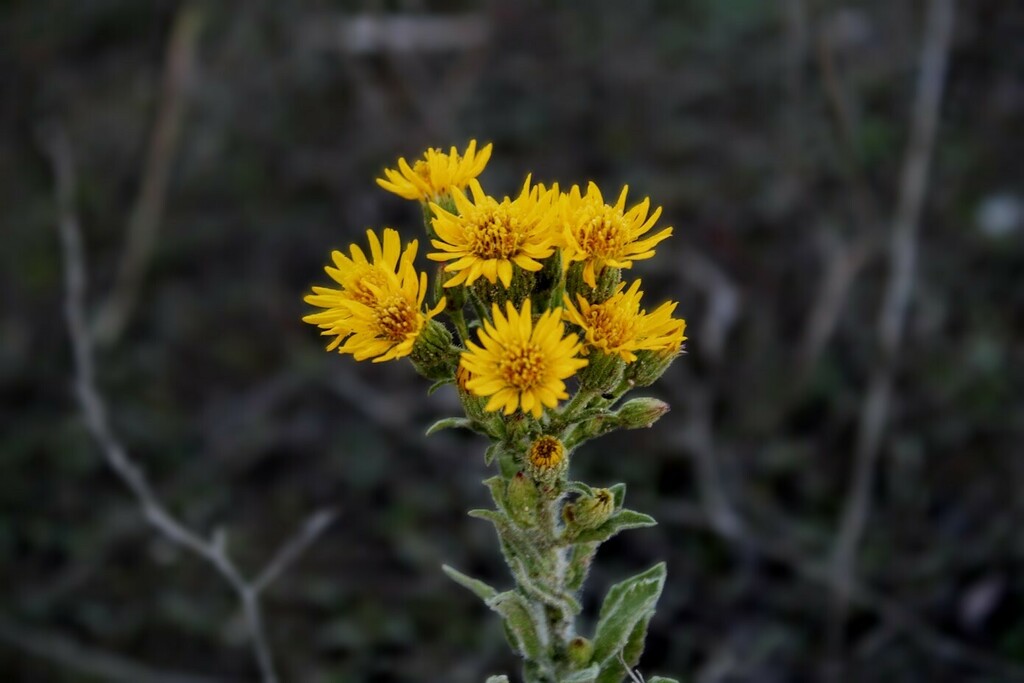 Telegraphweed from Simi Valley, CA, USA on January 1, 2024 at 0431 PM