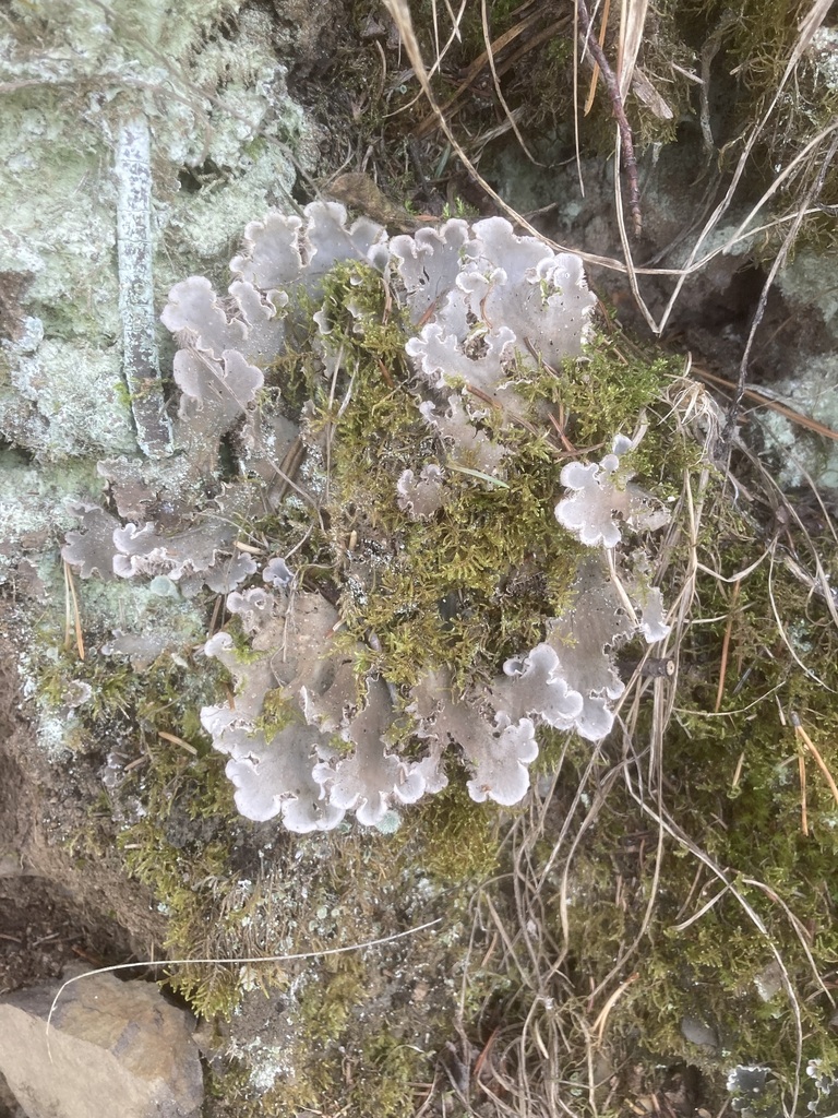 Pelt Lichens From Kananaskis AB T0L Canada On November 18 2023 At 01 36 PM By Pbulman