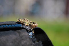 Bufotes viridis