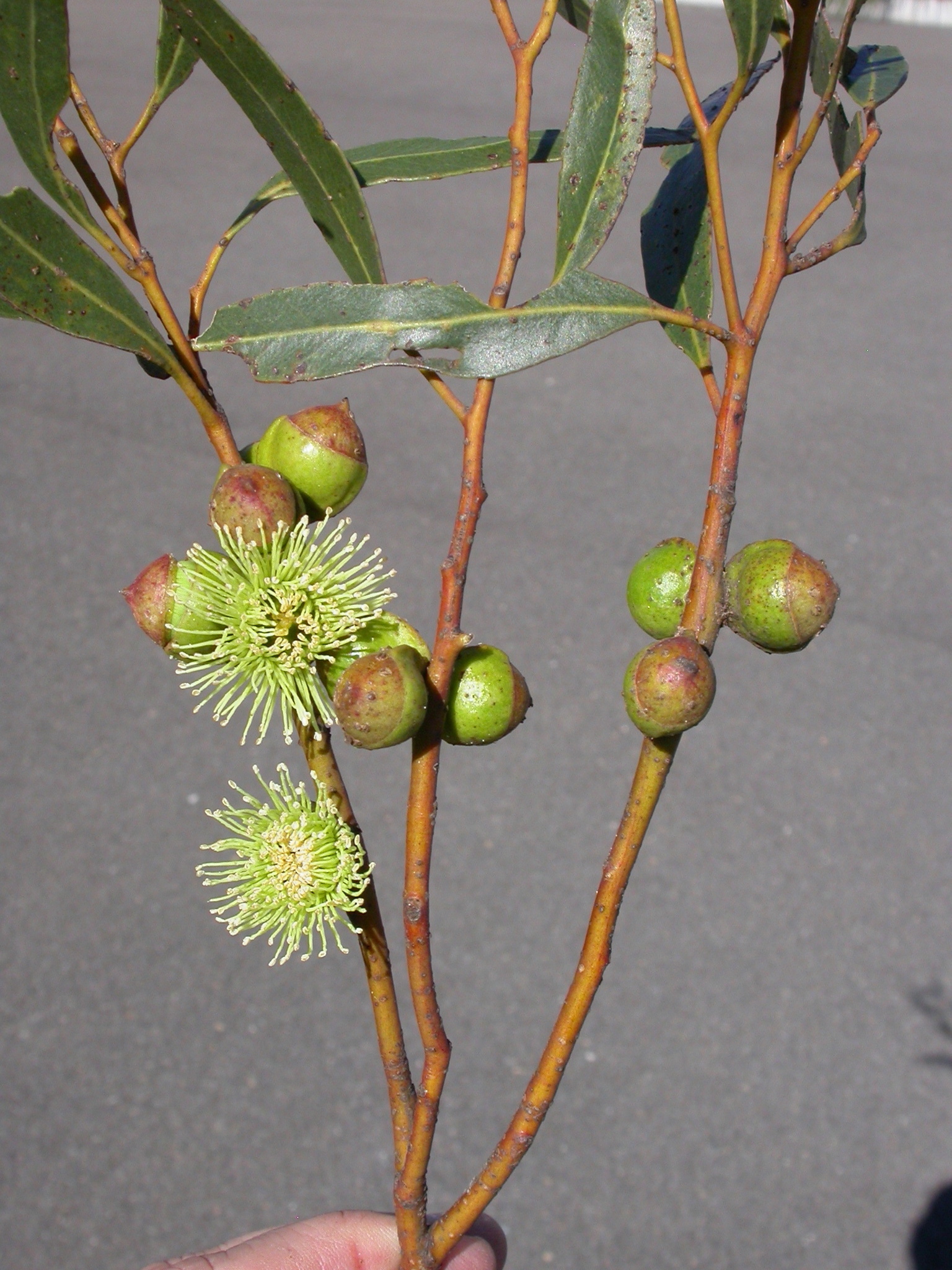 Eucalyptus diptera